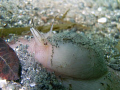   subject image moon snail. picture was taken sea dx1200 puget sound Washington snail  